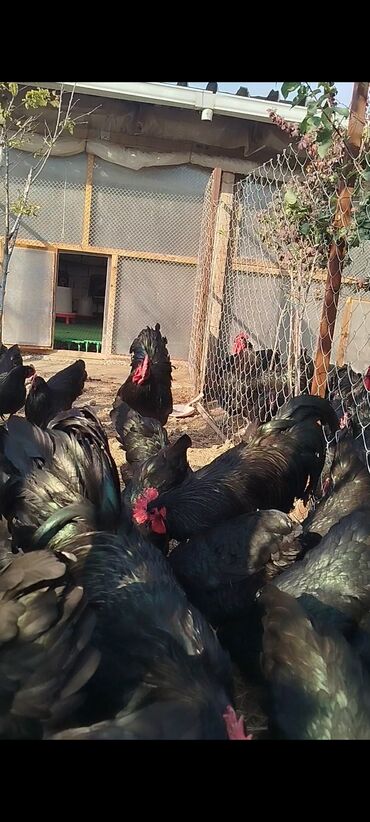 Digər quşlar: Alman cinsi australorp cücə və yumurta sifarişi qəbul olunur. bütün — 1