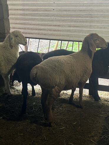 показы 1 354 72 договорная кошка даром британская короткошёрстная 1 год мальчик метис 2 позвонить написать: Продаю | Баран (самец) | Гиссарская | На забой, Для разведения | Осеменитель