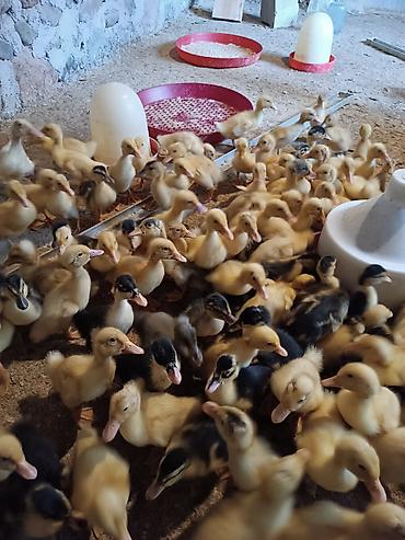 ördək balası satışı: Heftelik ordekleridir Məhsul təsviri: - Fərqli rəng çeşidlərində — 1
