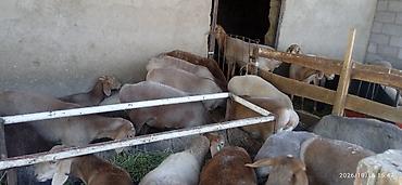 иттер ош: Сатам | Ургаачы кой (ургаачы), Кочкор (эркек) | Көбөйтүү үчүн — 2