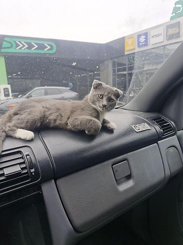 Кошки: Шотландская вислоухая, Самка, Бесплатная доставка — 1