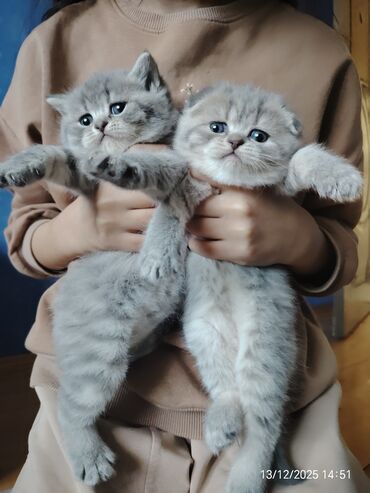 Pişiklər: Erkək, Dişi — 9