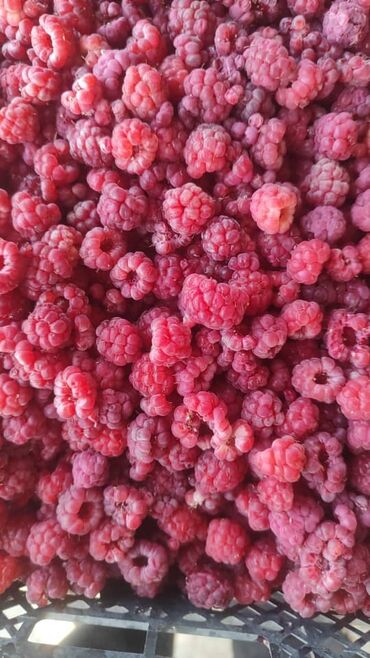 malina.kg продажа малины оптом в бишкеке новопокровка фото: Малина