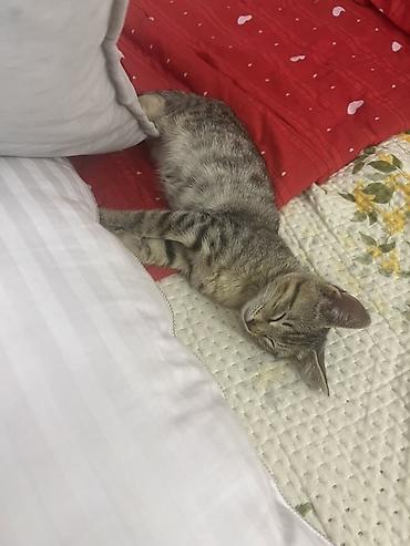 Отдам даром кошку: Кошка даром: Беспородная, 2 месяца, Мальчик, Приучена к лотку, Проглистована, С прививками — 2