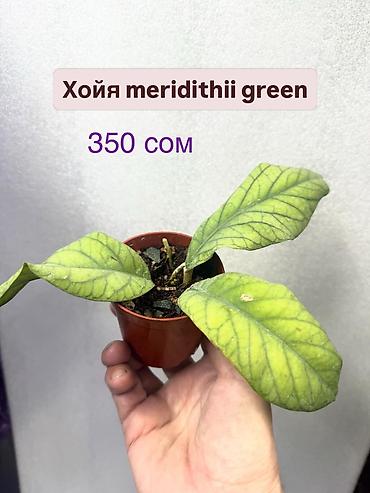 Хойи: Хойя (Hoya) Nui 400 сом( Хойя чикен фарм -300 сом Хойя Сильвер — 18