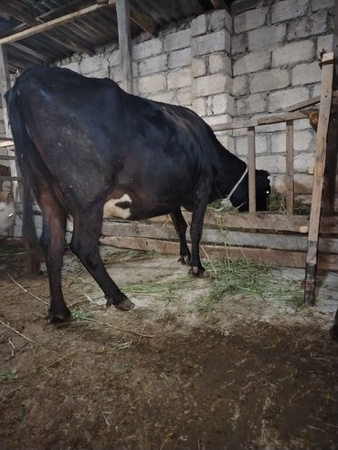 simmental inək cinsi: Самка, лет: 5, 250 кг, Для разведения, Для молока, Самовывоз, Платная доставка, Доставка в районы