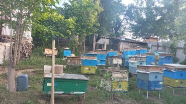 Həyət evləri və villaların satışı: 2 otaqlı, 50 kv. m — 8