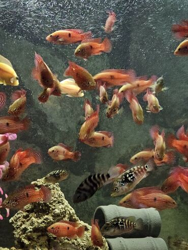 Рыбы: Цихлиды-подростки оптом! - бирюзовая акара - голубой дельфин - — 24