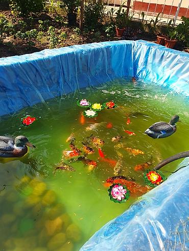 Рыбы: Рыба карп кои японские декоративный разне цветле размер7-10см до 35см — 12