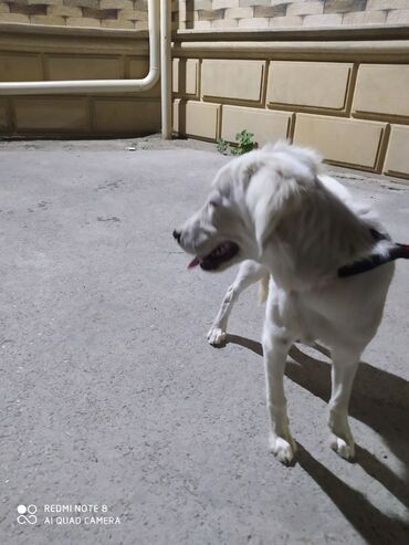 şahin quşu satılır: Labrador-retriver, 4 ay, Dişi, Cütləşmə üçün, Ünvandan götürmə, Pulsuz çatdırılma