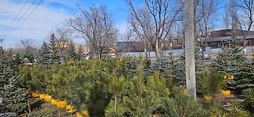 Искусственные ёлки: Ёлка,сосна,голубые ели,пихта,берёза — 5