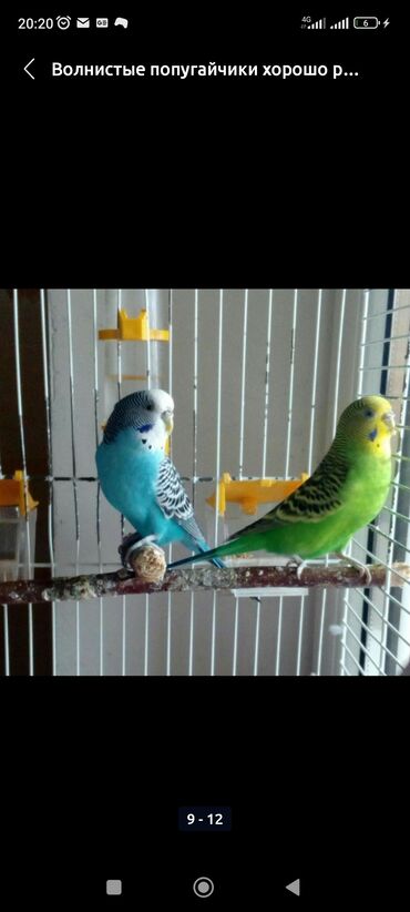 куплю попугая: Продаю два волнистых попугая с клеткой, посуда и кормом им