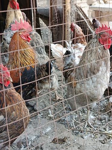 собака беловодск: Продаю | Куры | Домашняя | Для разведения — 4