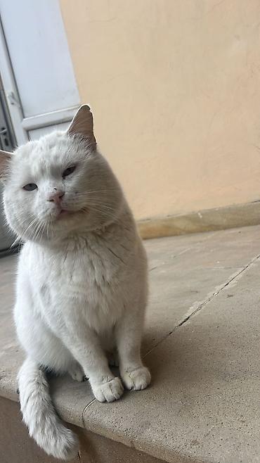 Pişiklər: Erkək, Yaxşı əllərə, Pulsuz çatdırılma — 8