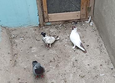 Голуби: 2 erkey 1 maya qiymət birinə aitdir ünvan Biləcəri — 2