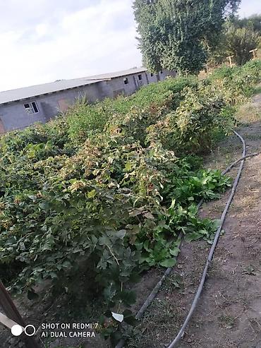 Продажа коттеджей и домов: Продаю дом. Село Беловодское, находится по улице Фрунзе 25. (Главная — 7