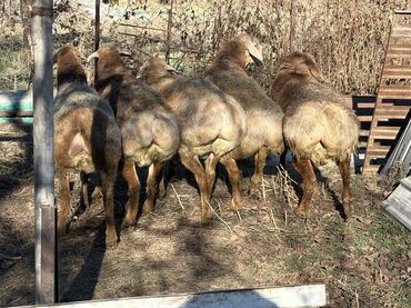 Баран, овца: Продаю | Баран (самец) at lalafo.kg — 5 Баран, овца: Продаю | Баран (самец) — 5