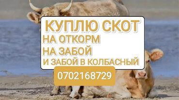 продажа сабак: Куплю | Коровы, быки, Лошади, кони | Круглосуточно, Любое состояние, Забитый