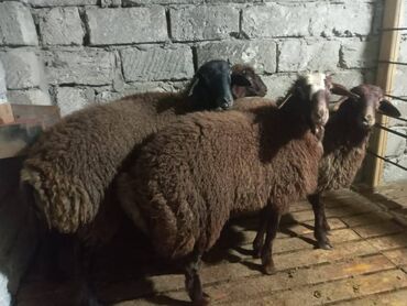 ucuz quzu: Qurbanlıq Qala Quzular. 6-7-8 aylıq təmiz qırxılmış, qurt dərmanları