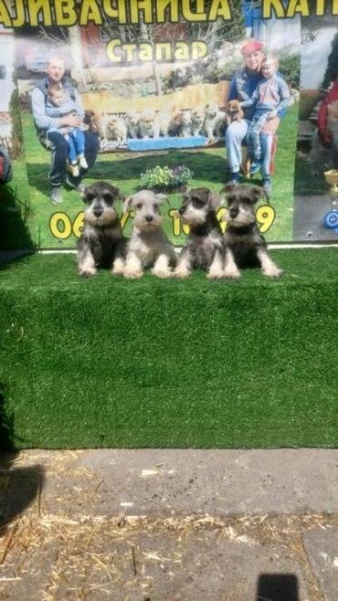 Psi: Patuljasti Snaucer biber so Stenci patuljastog snaucera traze nove — 8