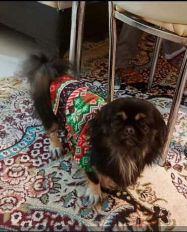 İtlər: Pekines, 5 ay, Erkek, Peyvəndli, Ünvandan götürmə