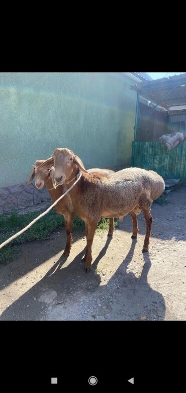 Продам с/х животных: Продаю | Баран (самец) | Арашан | Для разведения