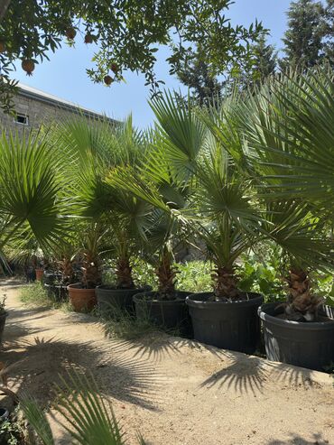Ağaclar: Vaşinkton palmasi (qiymət 5 - 10 manat ) (500-550 dənə var ) Böyuk -da lalafo.az — 8 Ağaclar: Vaşinkton palmasi (qiymət 5 - 10 manat ) (500-550 dənə var ) Böyuk — 8
