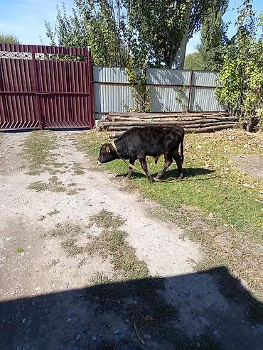 Продам с/х животных: Продаю | Бык (самец) | На откорм | Привязанные — 1