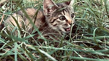британская кошка рыжая: Кошка даром: Беспородная, 2 месяца, Мальчик, Приучена к лотку, Проглистована — 2