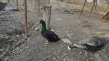 Другие с/х животные: Птицы для приусадебного хозяйства. - Утка с насыщенным тёмно‑зеленым — 2