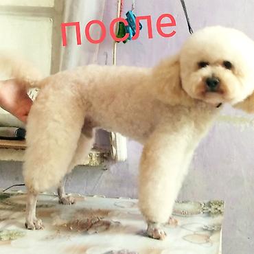 İtlər: Pudel, 6 ay, Dişi -da lalafo.az — 11 İtlər: Pudel, 6 ay, Dişi — 11