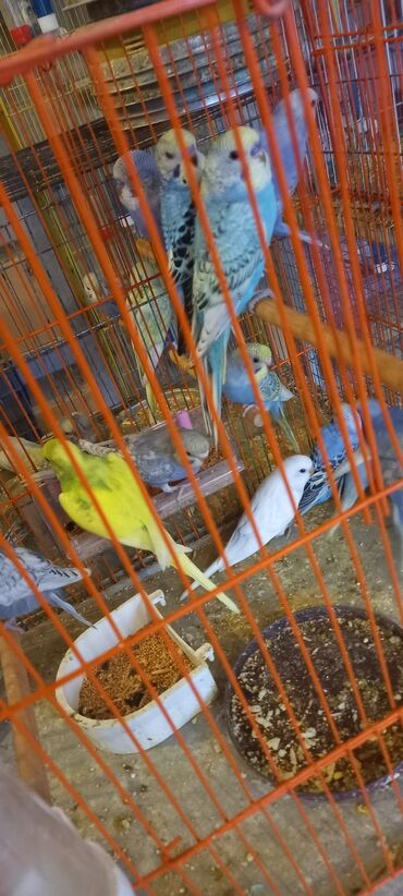 Tutuquşları: Her reng balalar var qiymetler muxtelifdir 12 manatdan baslayir 15 20 — 9