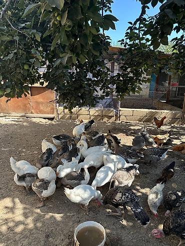qazel heyvan: 🪿 YERLİ QAZLAR SATILIR 📍 Qonboy rayonunda yetişdirilir 🇷🇺 Yerli qazın — 1