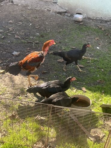 bmw 3 серия 318ti at: Курица, Для разведения