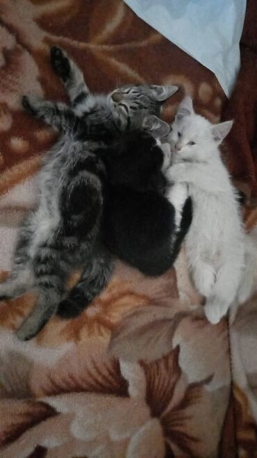отдам в добрые руки: Отдам бесплатно котят в добрые руки проглистована. к лотку приучены