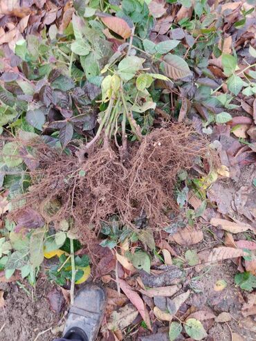 Фрукты и ягоды: Саженцы (есть корень на продажу) ежевики ремонтантной сорта Блек Джем — 6