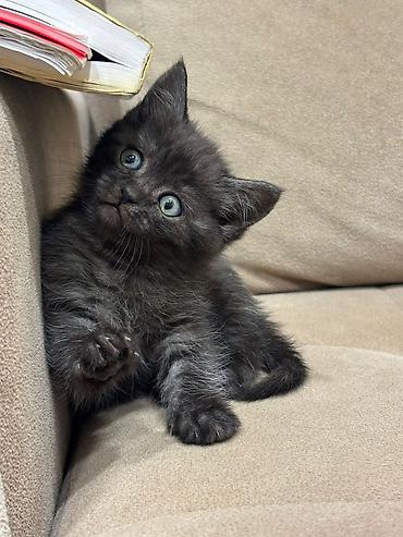 Pişiklər: Britan — 9