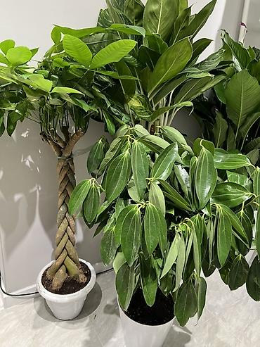 Другие комнатные растения: Женское счастье гигант сорт По городу доставка бесплатно Крупные — 4