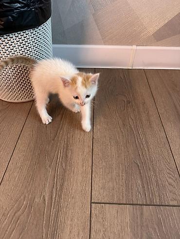 манчкин котята: Котёнок домашний, короткошёрстный. Окрас белый с рыжими пятнышками на — 4