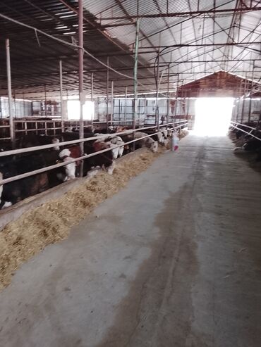 Dana, buzov: Hereford tipli ətlik danalar – fermadan - Şəkildəki bağlamalı fermada — 15