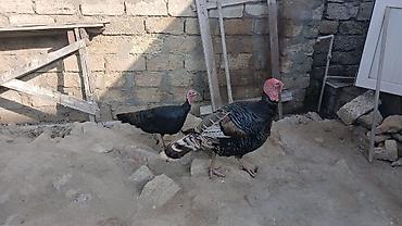 Məhsul: Hind quşları (cüt) Unvan:Zabrat2 - Növ: Evdə bəslənən hind