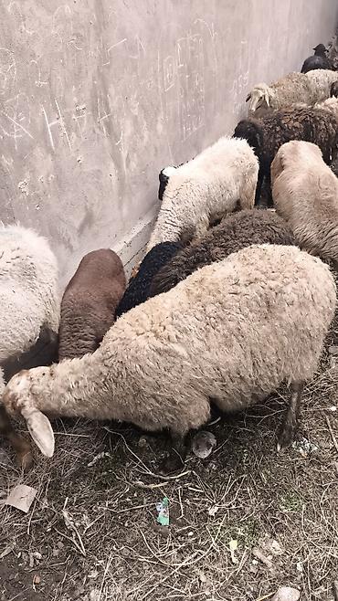 Баран, овца: Продаю | Овца (самка) | Полукровка | Для разведения | Матка — 9