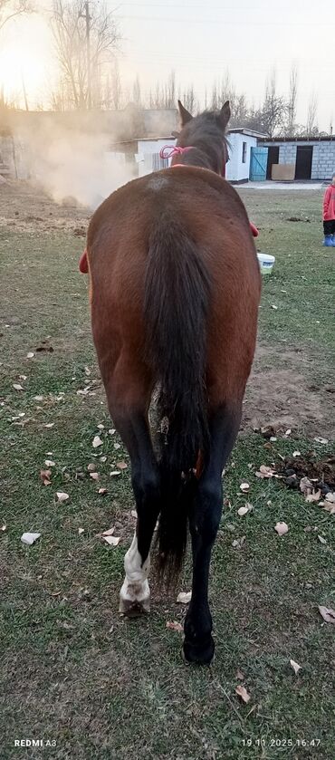 Лошади, кони: Продаю | Жеребенок | Рабочий at lalafo.kg — 10 Лошади, кони: Продаю | Жеребенок | Рабочий — 10