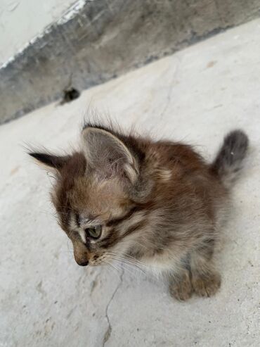 купить домик для кота: Отдам котят в хорошие руки! Мать крысоловка!