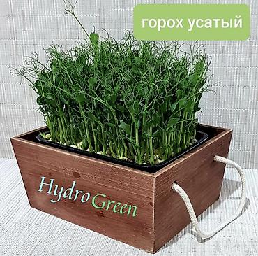 Микрозелень: Микрозелень и молодые травы в кассетах - Ассортимент: микрозелень — 18