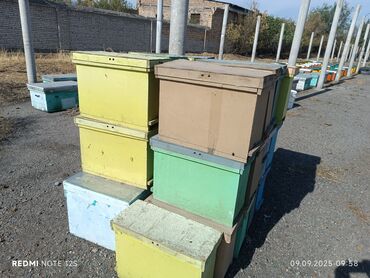 продам домик для кошки: Бал челектер сатылат аарысы менен парода карника 10 рамкалык корпусной