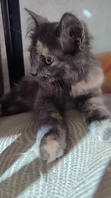 коровы породы швиц: Отдам в хорошие ручки.Котята домашние, короткошёрстные. Особенности — 7