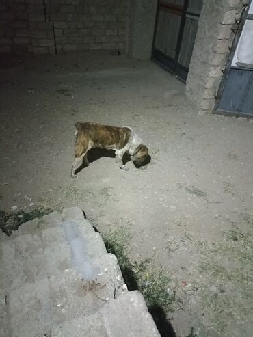 İtlər: Kanqal, 10 ay, Erkek, Ünvandan götürmə