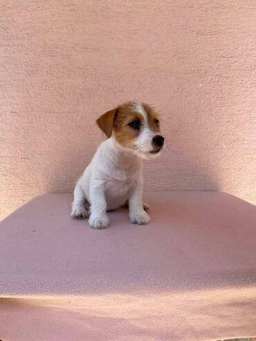Psi: Jack Russell terijer štenci Na prodaju 4 ženkice Jack Russell — 4