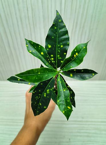 каланхоя: КОМНАТНЫЕ ЦВЕТЫ ПРОДАЮ 🌱 Каланхоэ - 100 🌱 Сингониум Пикси - 250 🌱 — 7